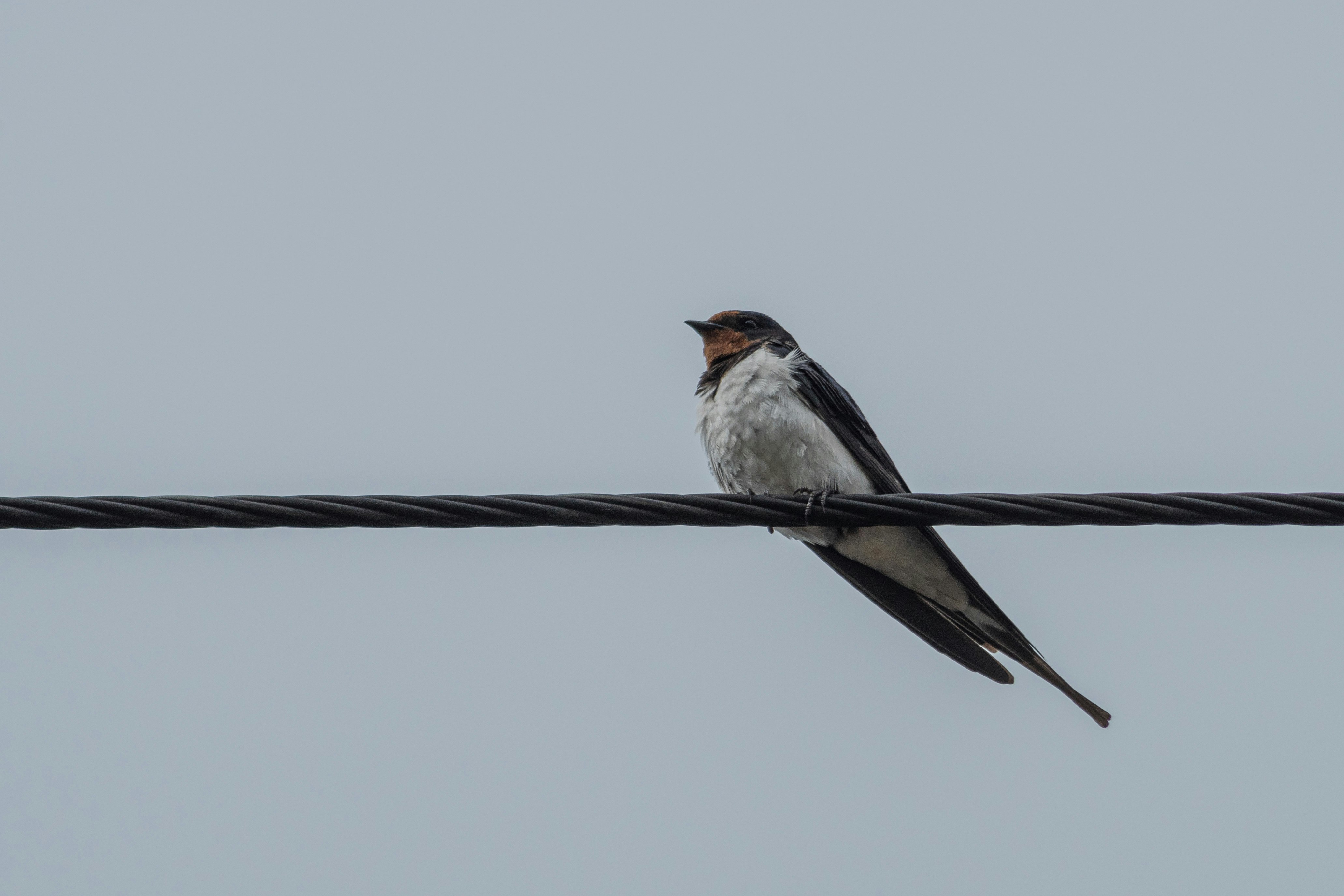 white and brown bird